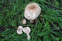 Chlorophyllum brunneum image