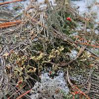 Cladonia rei image