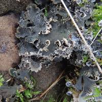 Peltigera canina image