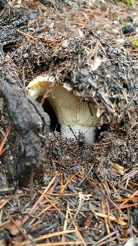 Russula brevipes image