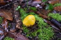 Hygrocybe chlorophana image