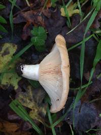 Lactarius alnicola image