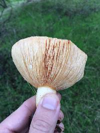 Lactarius alnicola image