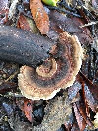 Trametes versicolor image