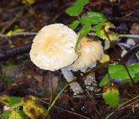 Stropharia ambigua image