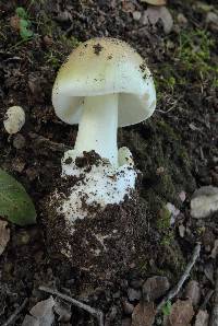 Amanita phalloides image