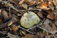 Amanita phalloides image