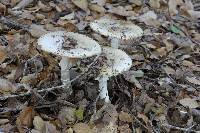 Amanita phalloides image