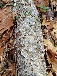 Trametes versicolor image