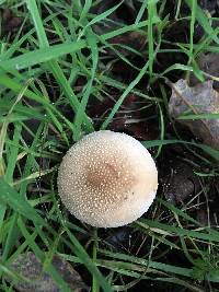 Lycoperdon perlatum image