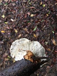 Trametes versicolor image