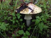 Amanita phalloides image