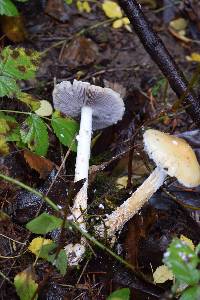 Stropharia ambigua image