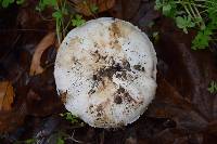 Agaricus xanthodermus image