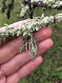 Ramalina farinacea image