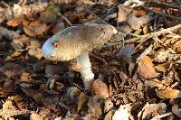 Amanita phalloides image