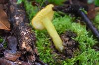 Hygrocybe chlorophana image