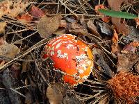 Amanita muscaria image
