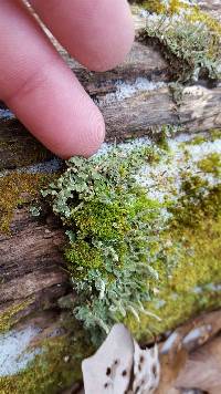 Cladonia coniocraea image