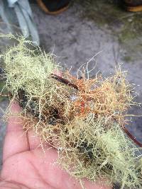 Usnea rubicunda image