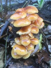 Flammulina velutipes image