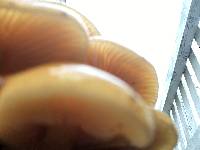 Flammulina velutipes image