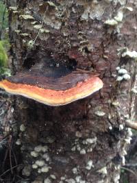 Fomitopsis pinicola image