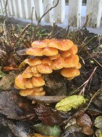 Flammulina velutipes image