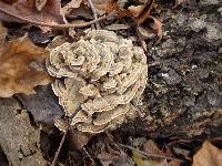 Trametes versicolor image