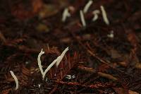 Clavaria fragilis image