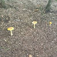 Amanita muscaria image