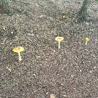 Amanita muscaria var. guessowii image