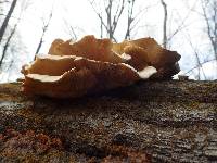 Pleurotus ostreatus image