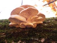 Pleurotus ostreatus image