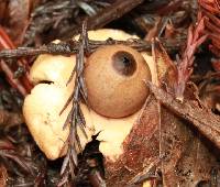 Geastrum saccatum image