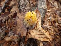 Tremella mesenterica image