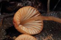 Mycena californiensis image