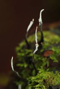 Xylaria hypoxylon image