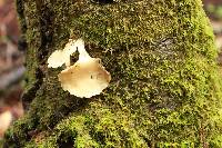 Pleurotus ostreatus image