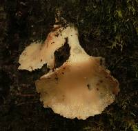 Pleurotus ostreatus image