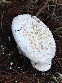 Amanita magniverrucata image