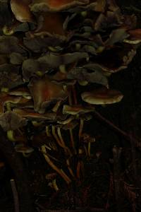 Hypholoma fasciculare image