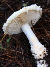 Amanita magniverrucata image