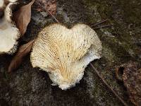 Pleurotus ostreatus image