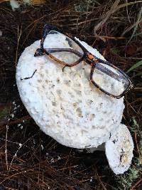 Amanita magniverrucata image