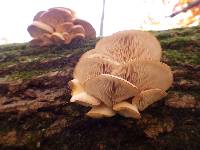 Pleurotus ostreatus image