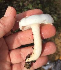 Hygrophorus eburneus image