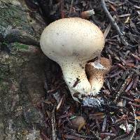 Lycoperdon pyriforme image