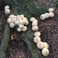 Lycoperdon pyriforme image