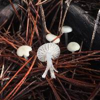 Marasmius calhouniae image